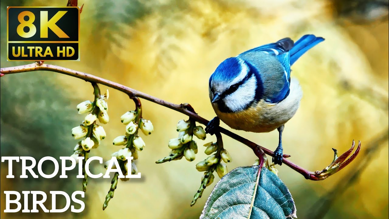 Colorful Birds in 4K - Calm Forest Birds | Nature Sounds for Anxiety Relief