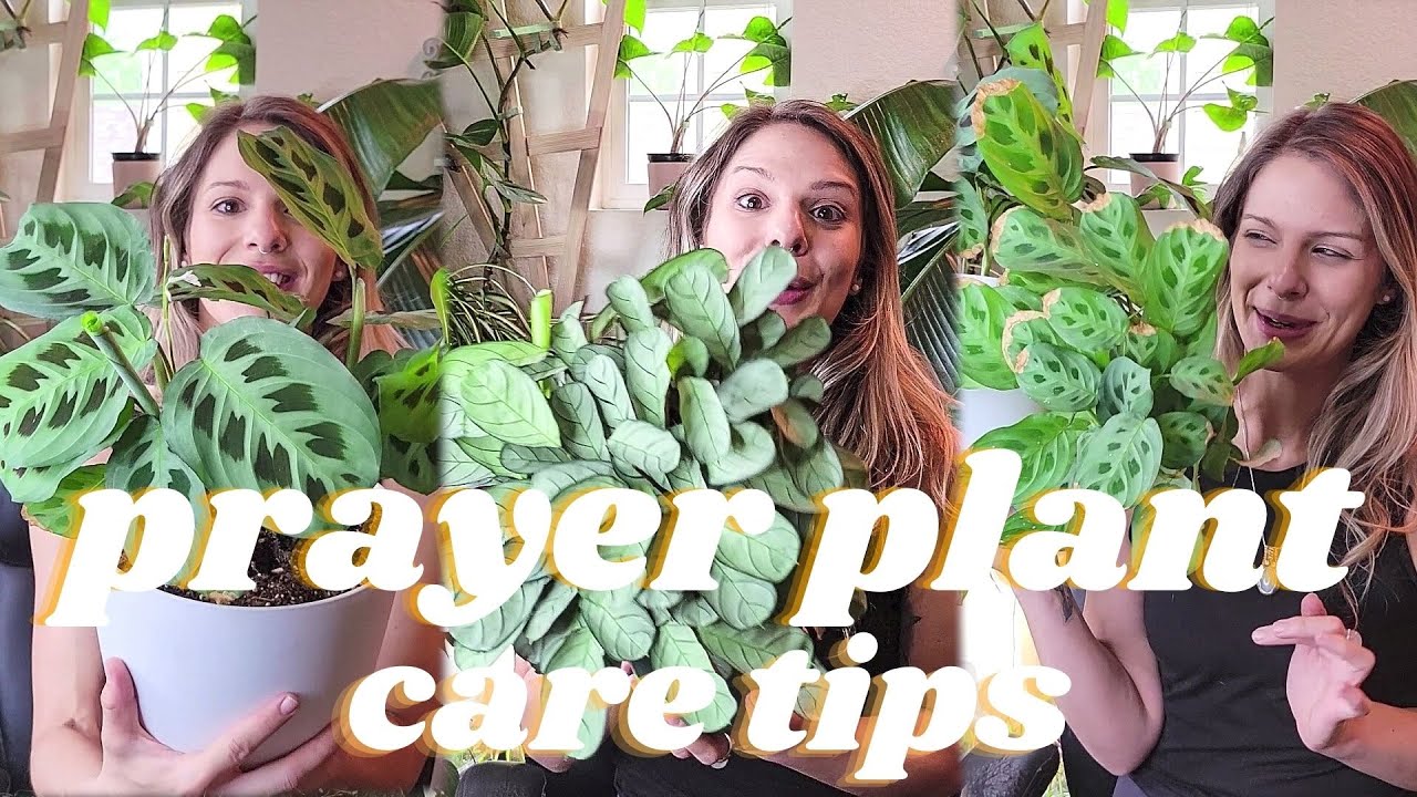 Prayer Plant Care Tips| How to Propagate Maranta | Light, Water & Pest Management