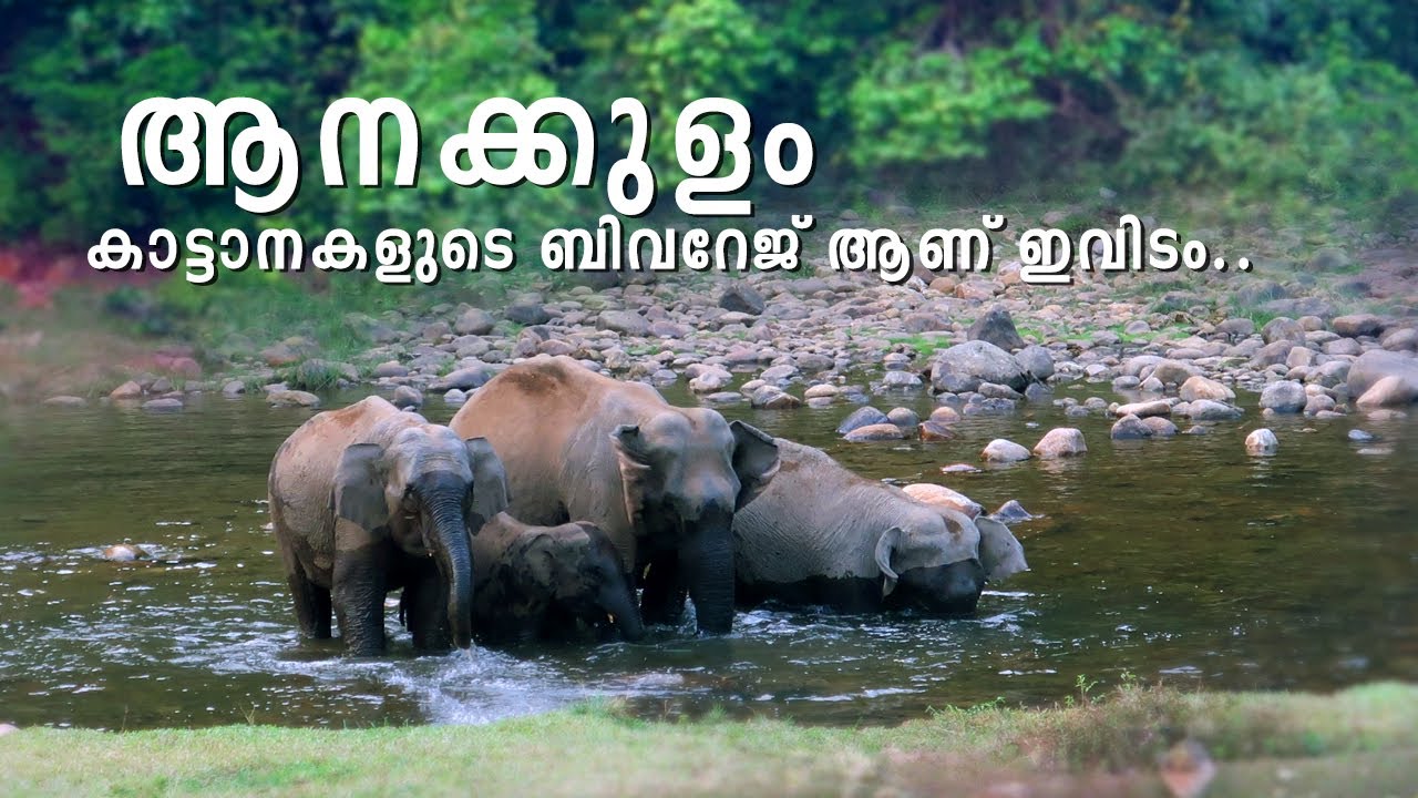 🐘 A place to see wild elephants with out any restrictions 🐘 Anakulam Elephant view point 🔥Mankulam🌲