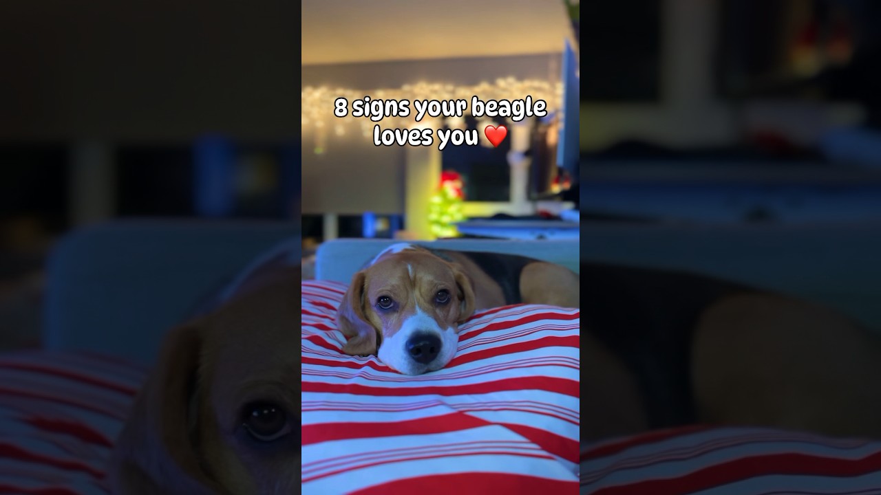 Signs your beagle loves you💕 #dog #beagletales #beaglebreed #beagle #beagledog #beaglelife