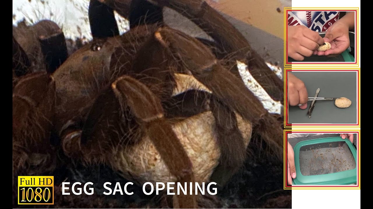 Tarantula |Amazing Egg Sac Opening |  Eggs with Legs | Sling | Spiders.2