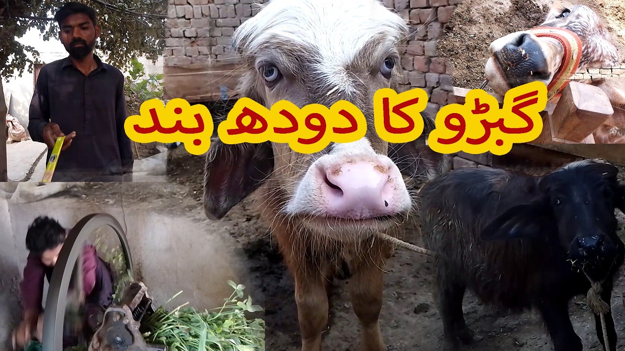ham den bhar aram karyn gy|#pets #shanpetpaltu #dilyvlogs