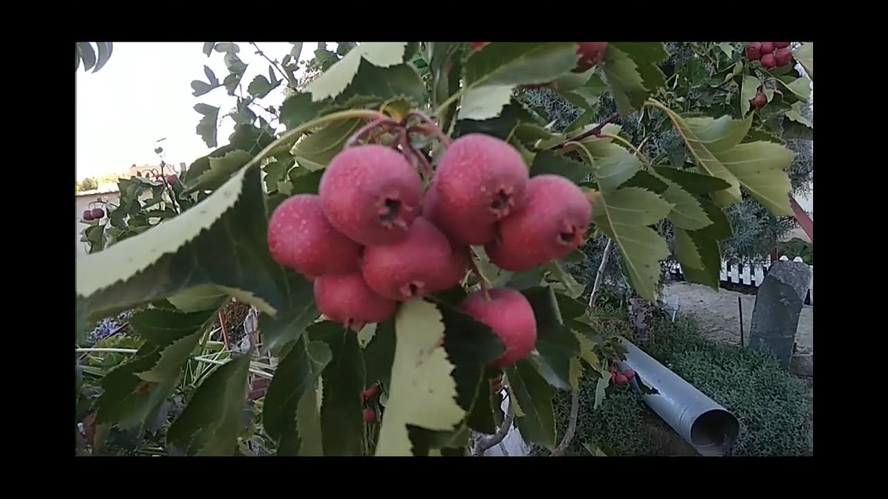 Вот так мы жили 6 лет назад: дом Лени и мой двор (октябрь 2018 г). Крым. Чистенькое