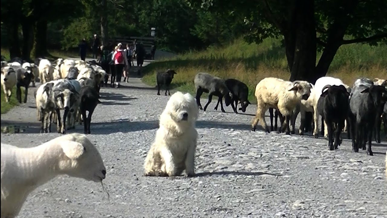 Dolina Kościeliska 2024