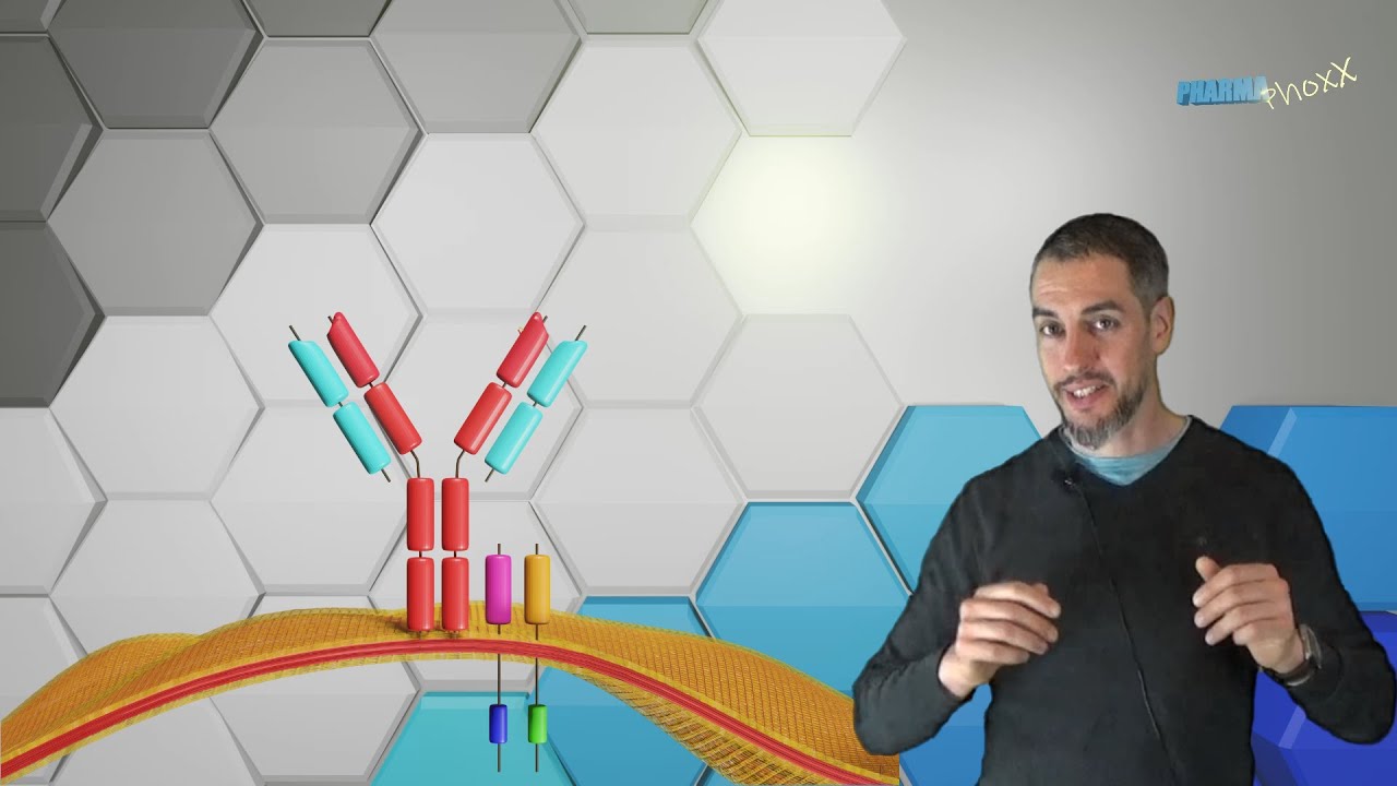 Immunsystem Grundlagen 2.1, Exkurs: Struktur und Funktion der Immunrezeptoren