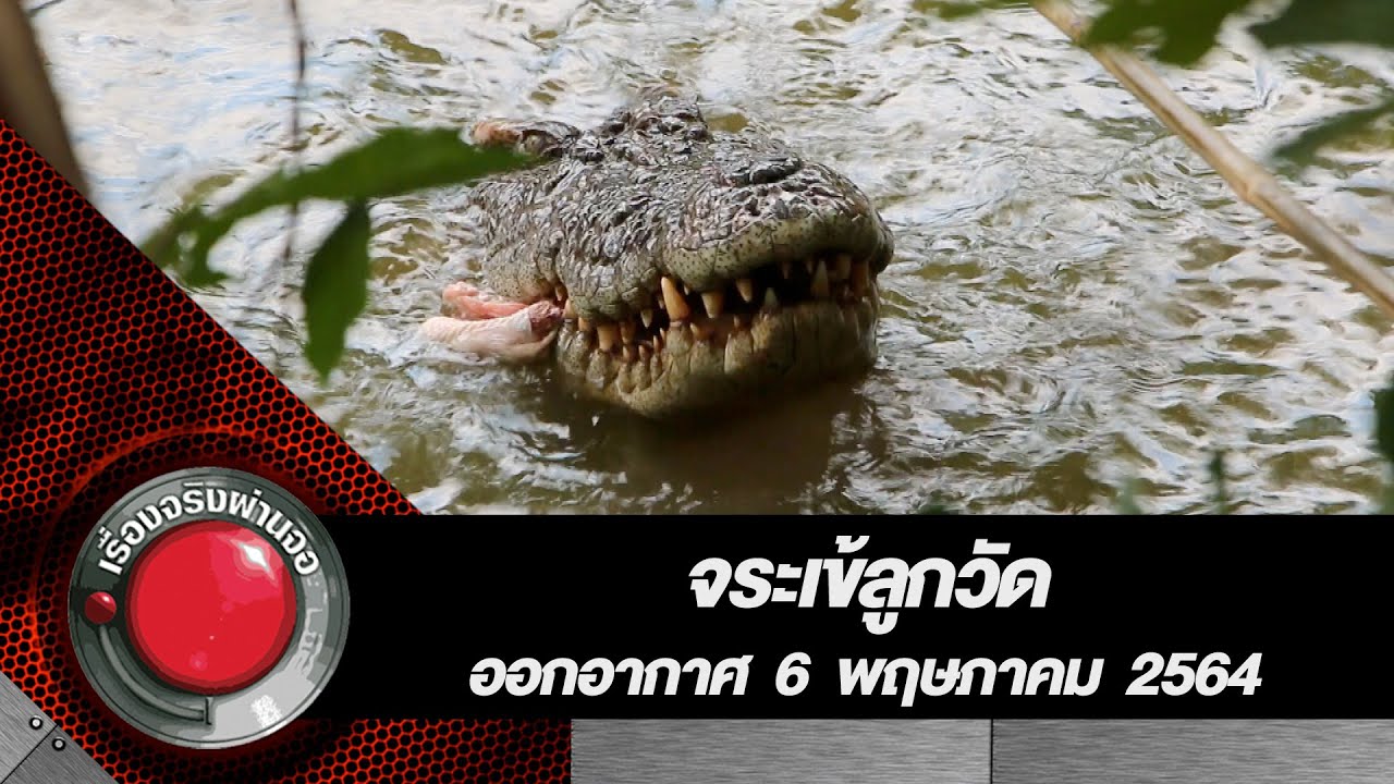 จระเข้ลูกวัด l เรื่องจริงผ่านจอ 6 มิถุนายน 2564