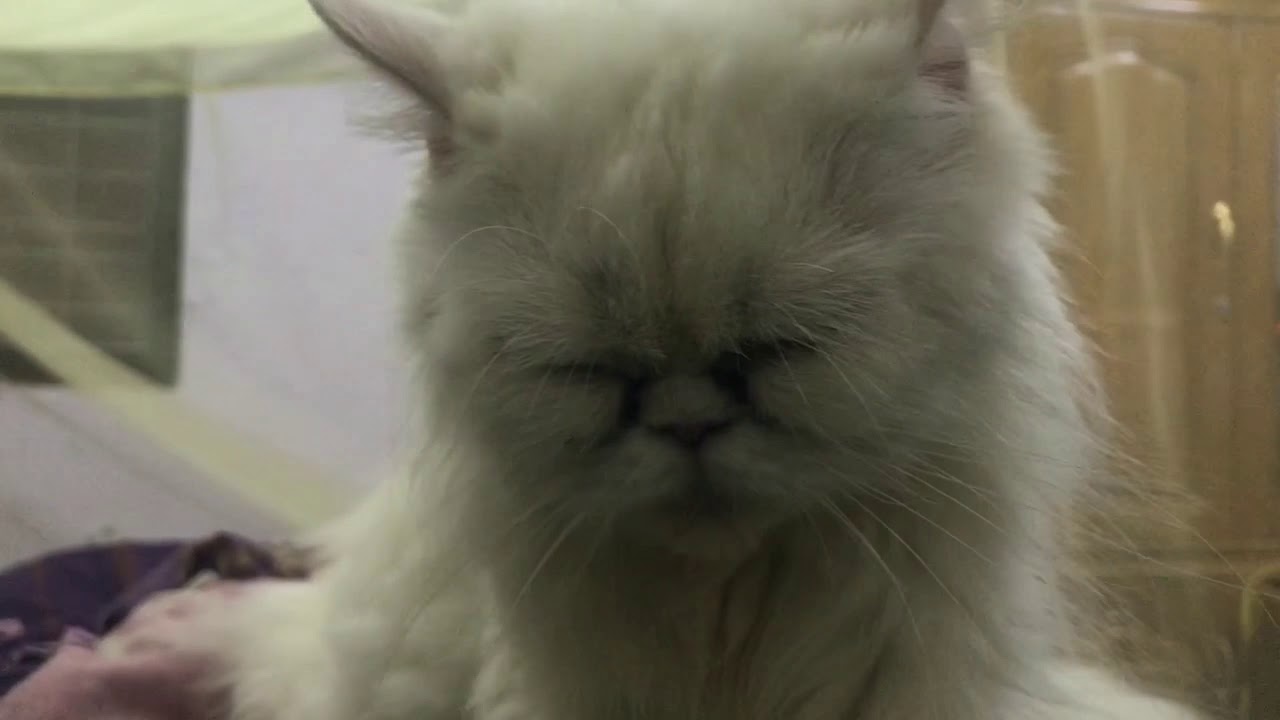 Cat Kneading and Purring, ASMR, Persian Cat