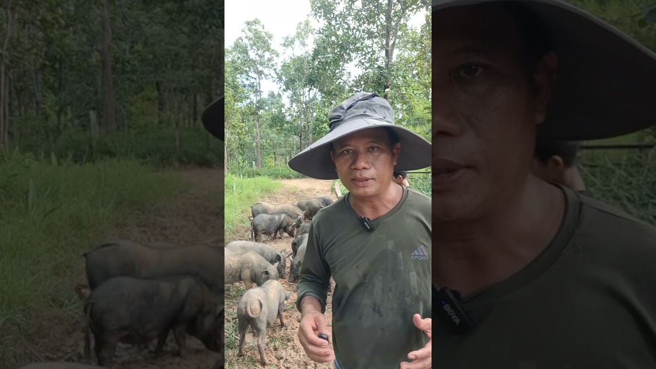 หมูเลี้ยงกึ่งธรรมชาติ #เกษตรผสมผสาน #วนเกษตร #pigfeed #pig #farming #nature #บ้านทับตะวัน