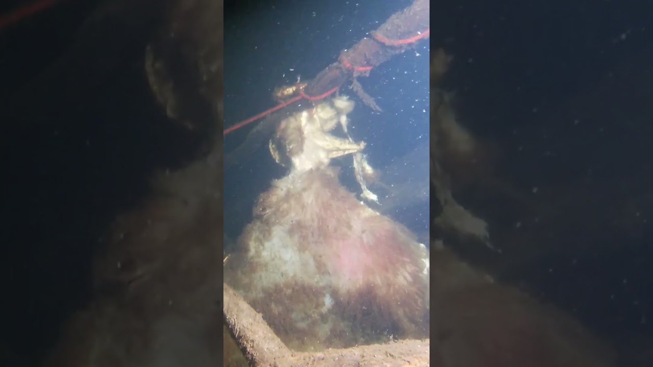 This was a creepy find whilst scuba diving!