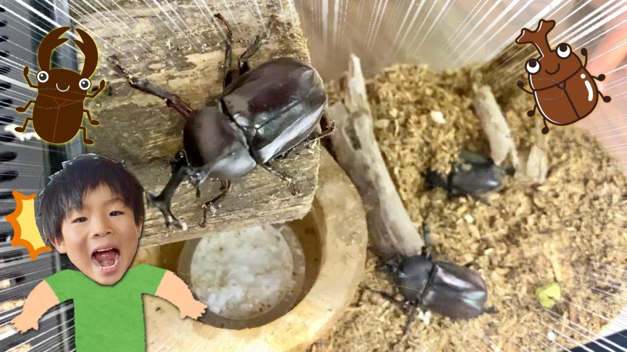 パパが大量のカブトムシとクワガタを捕まえてきた！　お家をお引っ越しさせよう！　夏の虫取り　観察　昆虫　飼育