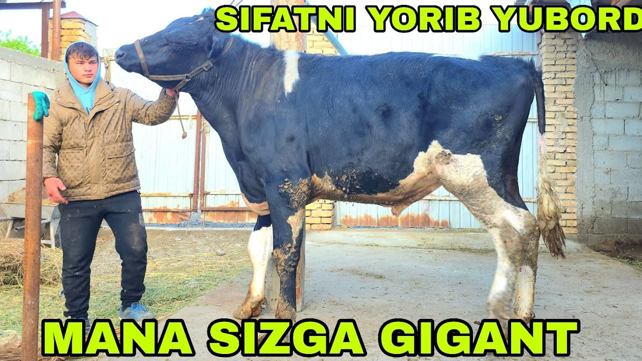 Jo'rabek ukamizdan yangi partiya buqalar va ona bola sigirlar faqat zo'rlaridan 5-aprel, 2026