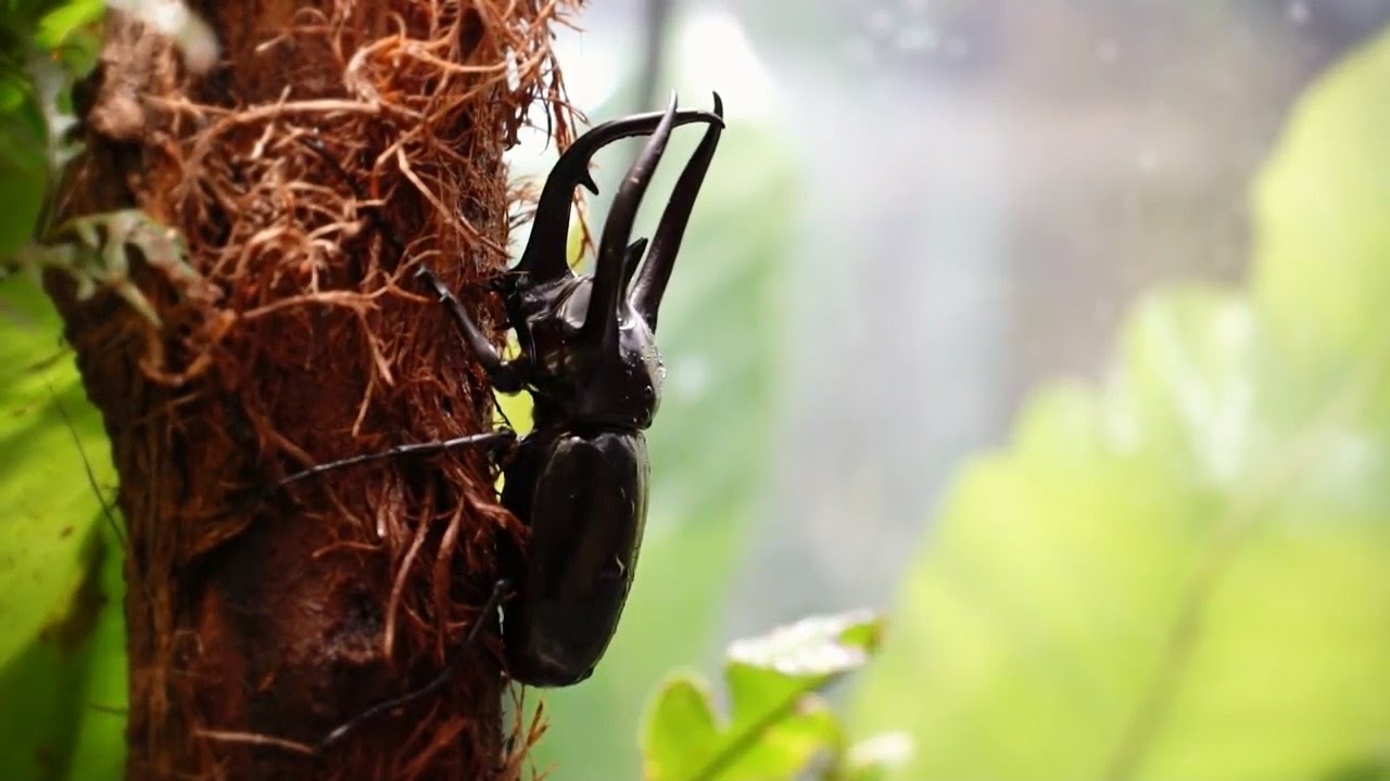 【昆虫の楽園】ぐんま昆虫の森はここがすごい！公式PR動画