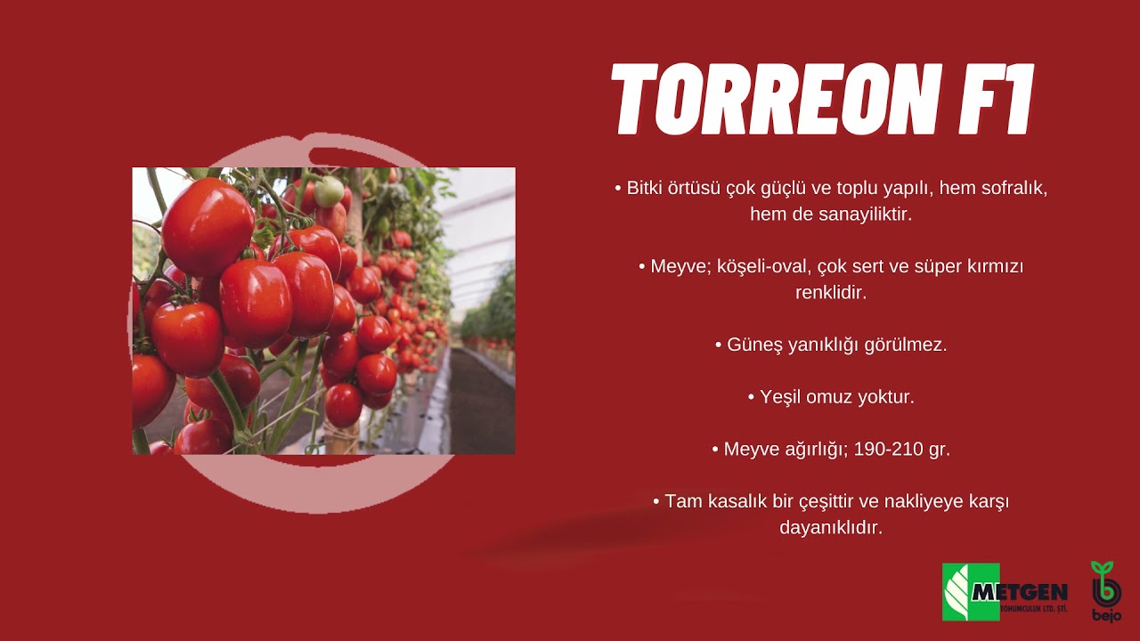 TORREON F1 - DOMATES TOHUMU / TOMATO SEED