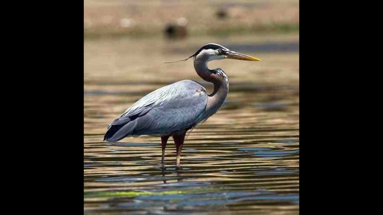 Heron Bird Call
