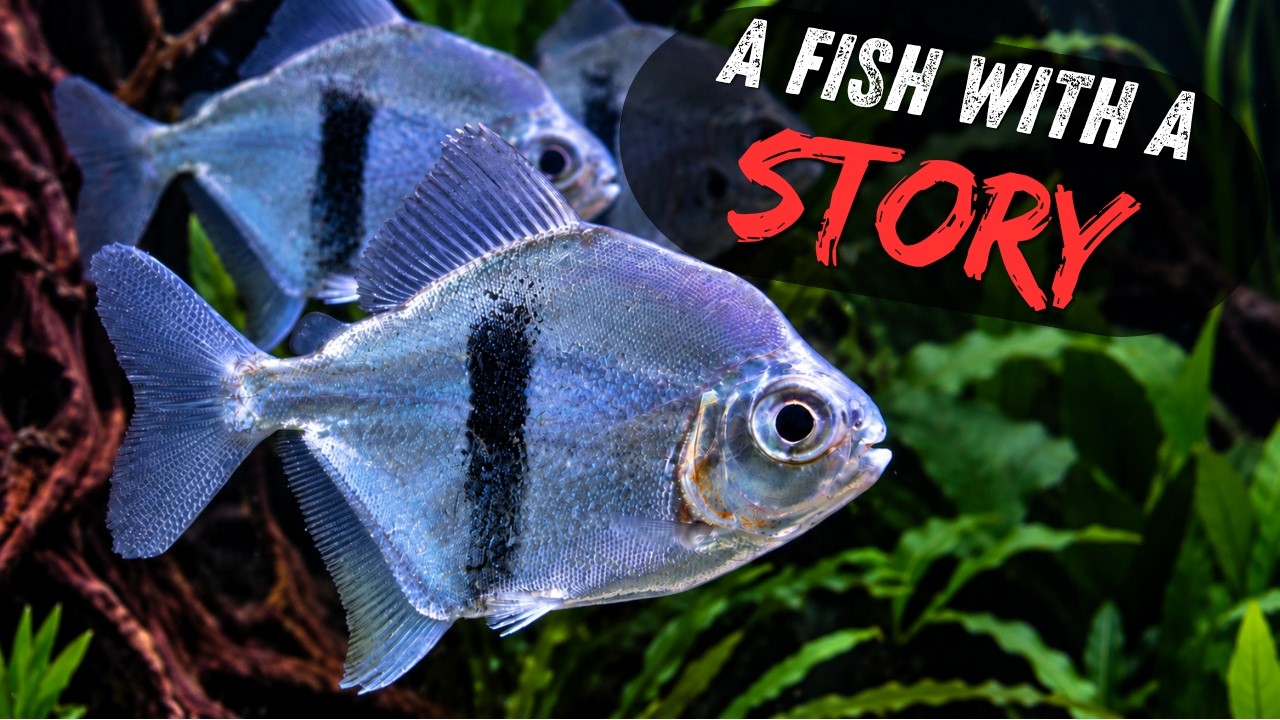 The Story Behind Myloplus aylan - Blue Hook Silver Dollar