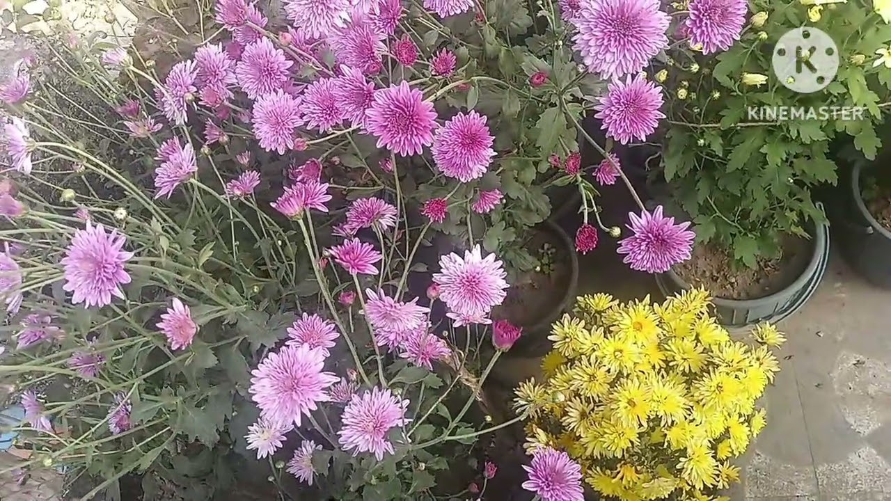 ଆସନ୍ତୁ ପୁଣି ବୁଲିବା ମିନି ପାର୍କ🌹💐🥀🌺🌷🪷💮🍁🌼🏵️