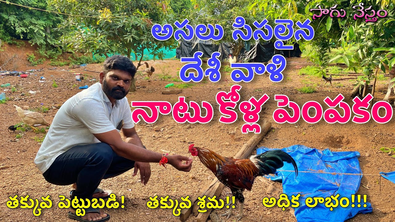 అసలైన దేశ వాళి నాటు కోళ్ల పెంపకం | Country Chicken Farm | Natukolla Pempakam | Kodi | Sagu Nestham