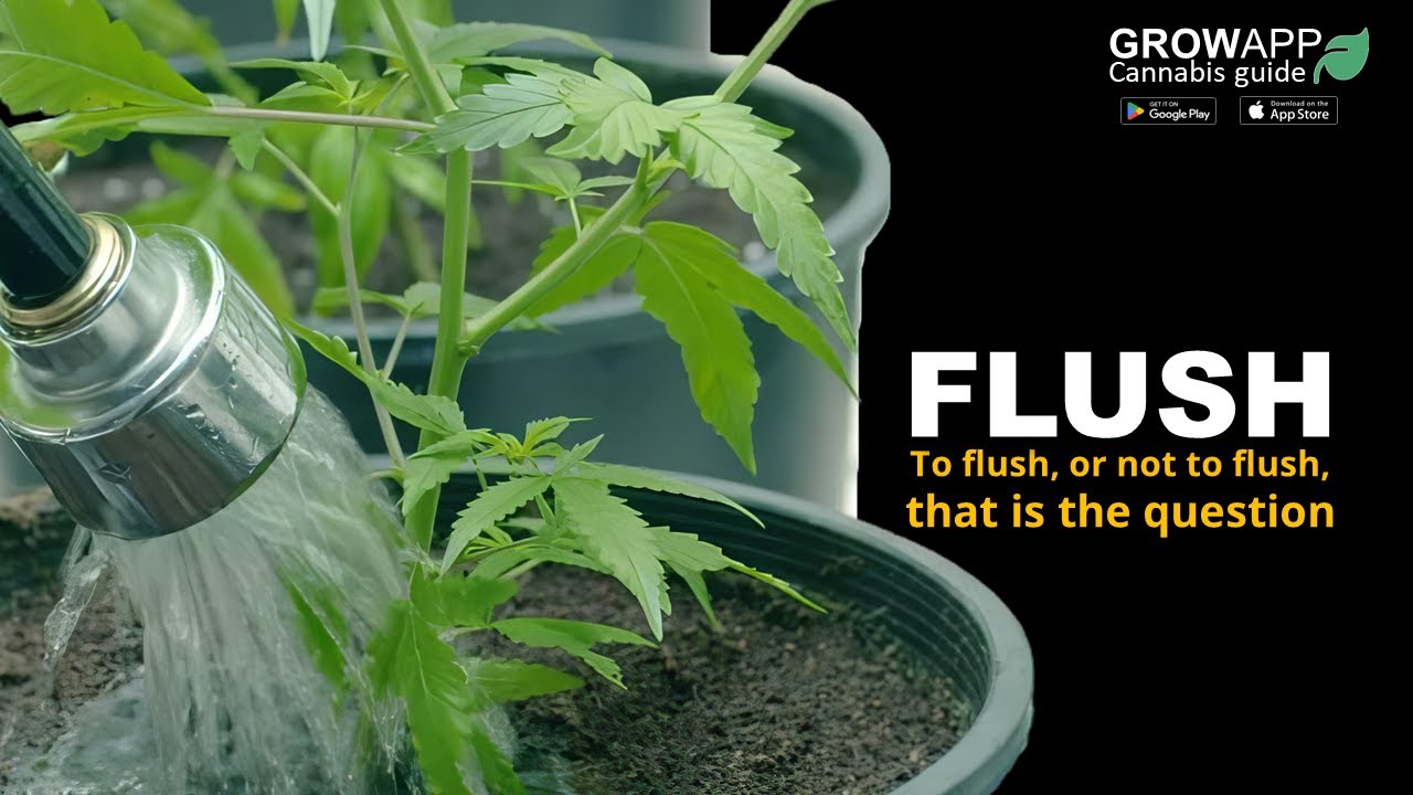 The truth about flushing cannabis: when, how, why?