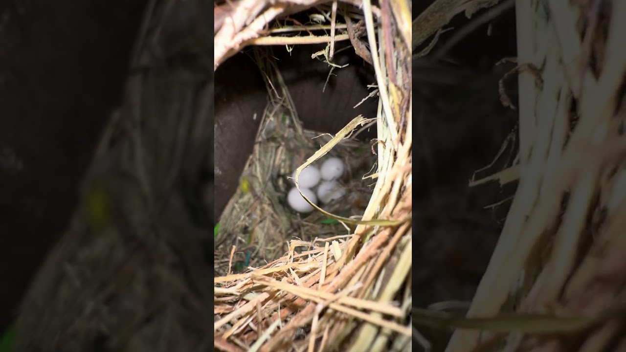 Lovebirds Babies Nest Box 💕 