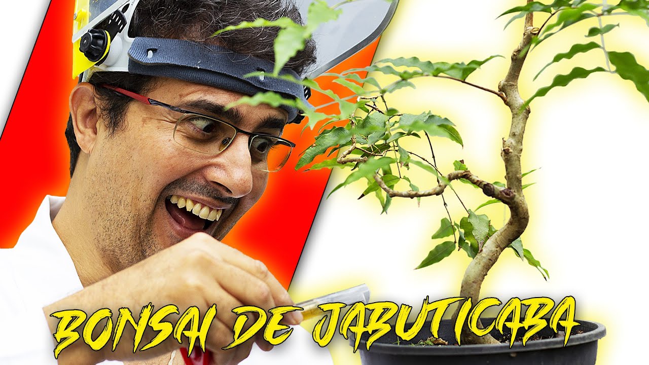 BONSAI DE JABUTICABEIRA - COMO FAZER? (DICAS IMPORTANTES)