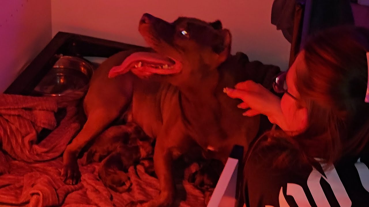 Naissance des chiots de Matka Gabia et Odin - SFMP LEGACY