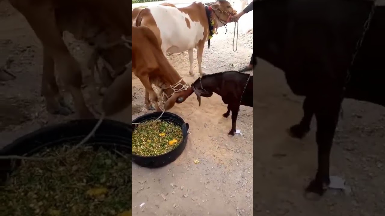 #cowo or bakry ki fighting#😂😂 #shortvideo #viralvideo
