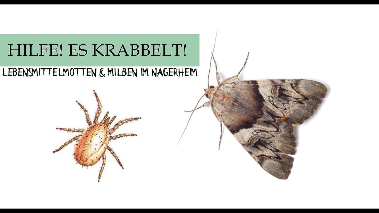Hilfe es Krabbelt! Was tun bei Motten & Milben im Nagerheim? || Informationen & Tipps
