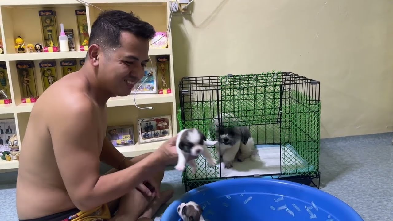 NAGLAGAY NG SCREEN SA KULUNGAN NG MGA FURBABIES 