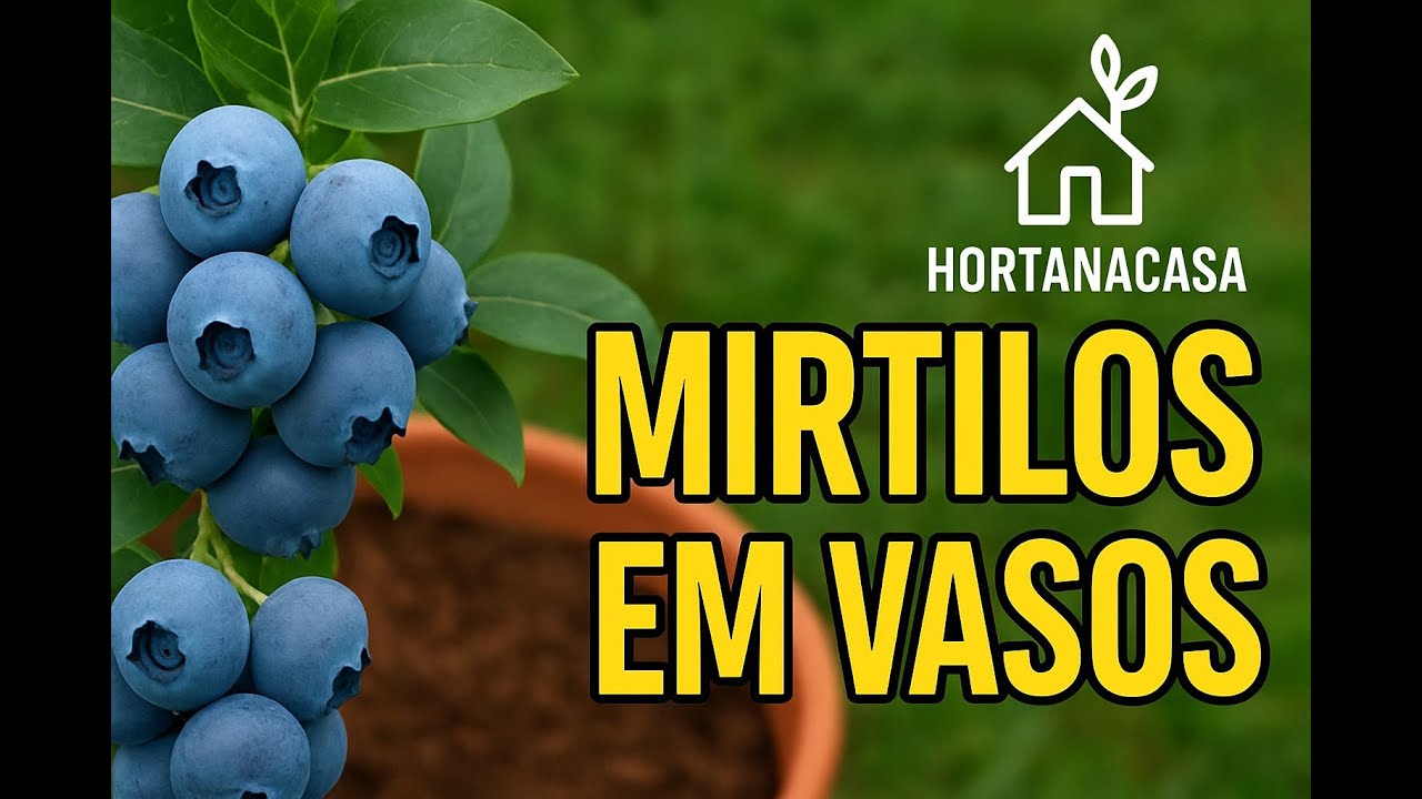 🫐 Dá pra plantar mirtilo em vaso SIM! Veja como 🌱🏙️