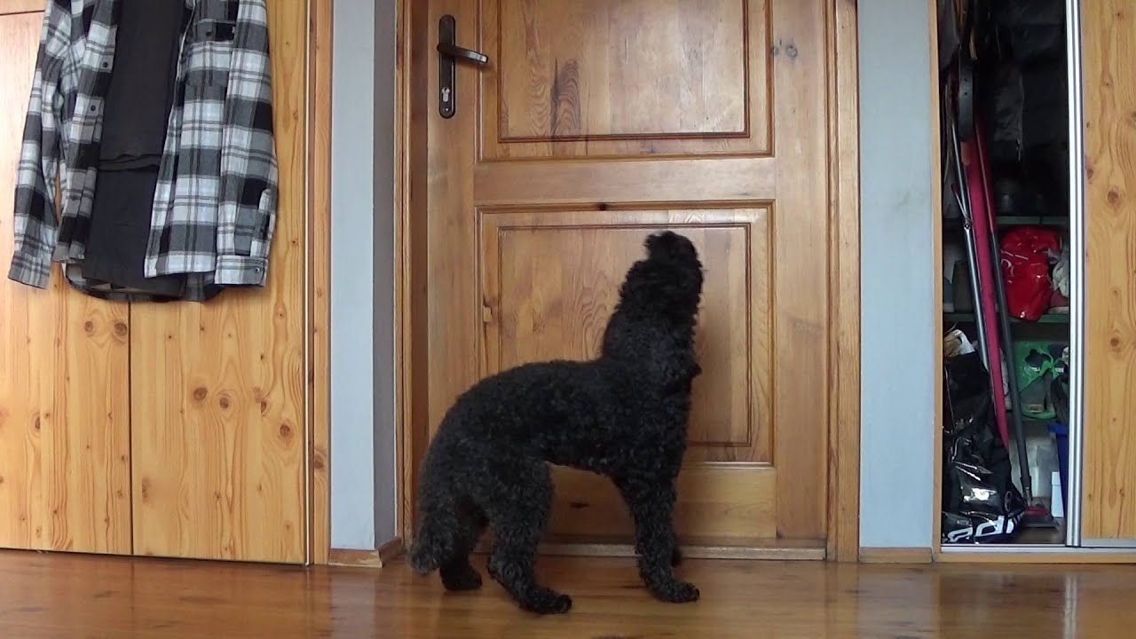 pies który zostaje sam w domu