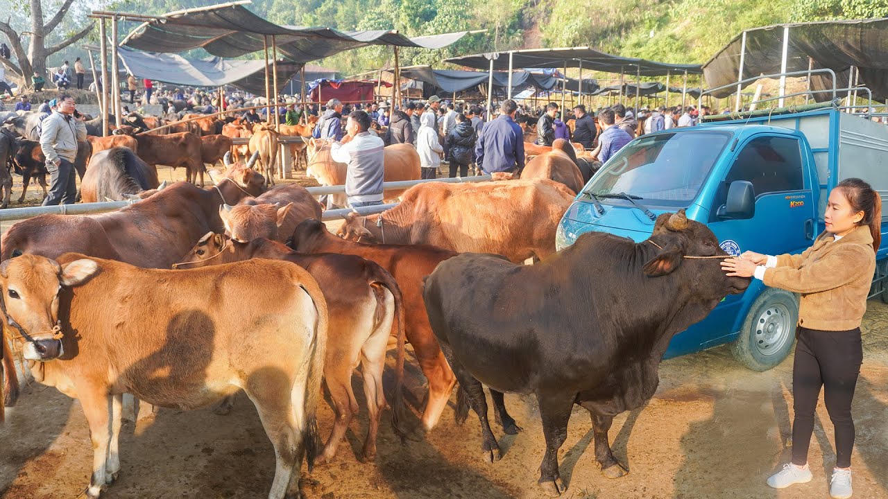 Use Truck Buy Many Cow and Transport Them To The Cattle Market to Sell - My Farm / Đào.