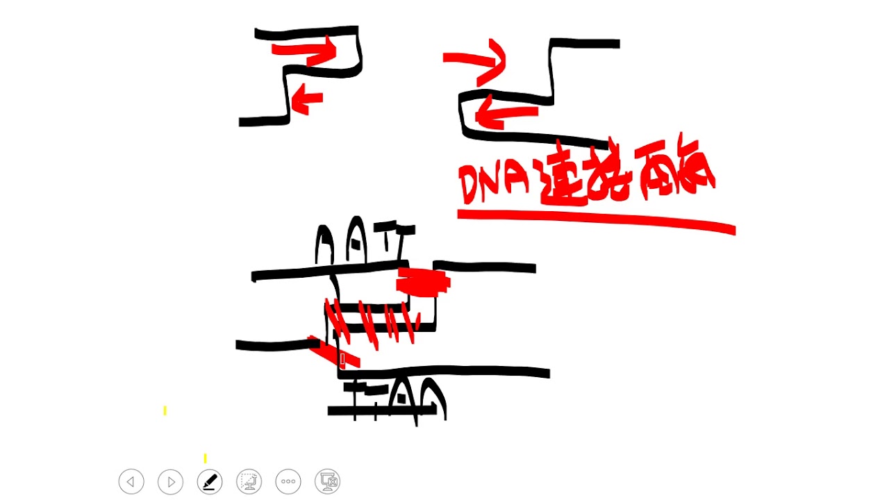 10901高一必修生物ch2 3 03限制酶的特性與名稱由來
