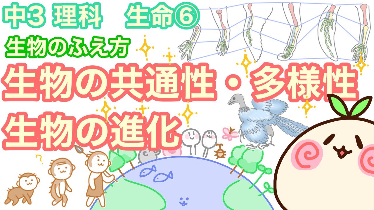 【中3理科b6】生物の共通性・多様性、進化！【相同器官とかシソチョウとか】