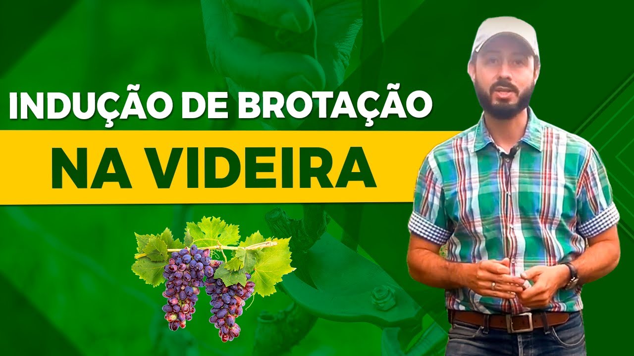 Como Induzir a Brotação da Videira Após a Poda – Técnicas Eficientes no Parreiral