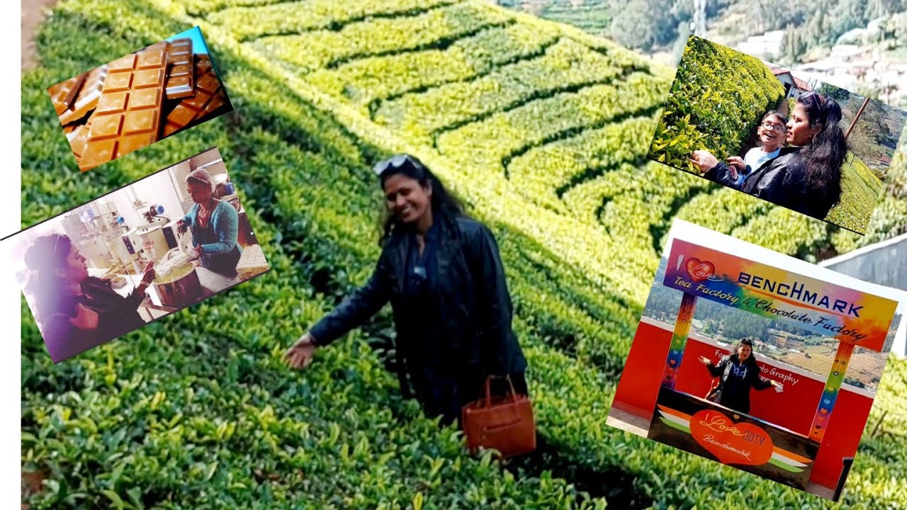 Tea Garden in Ooty/Chocolate factory/Tea factory in Ooty/entry tickets price/all information