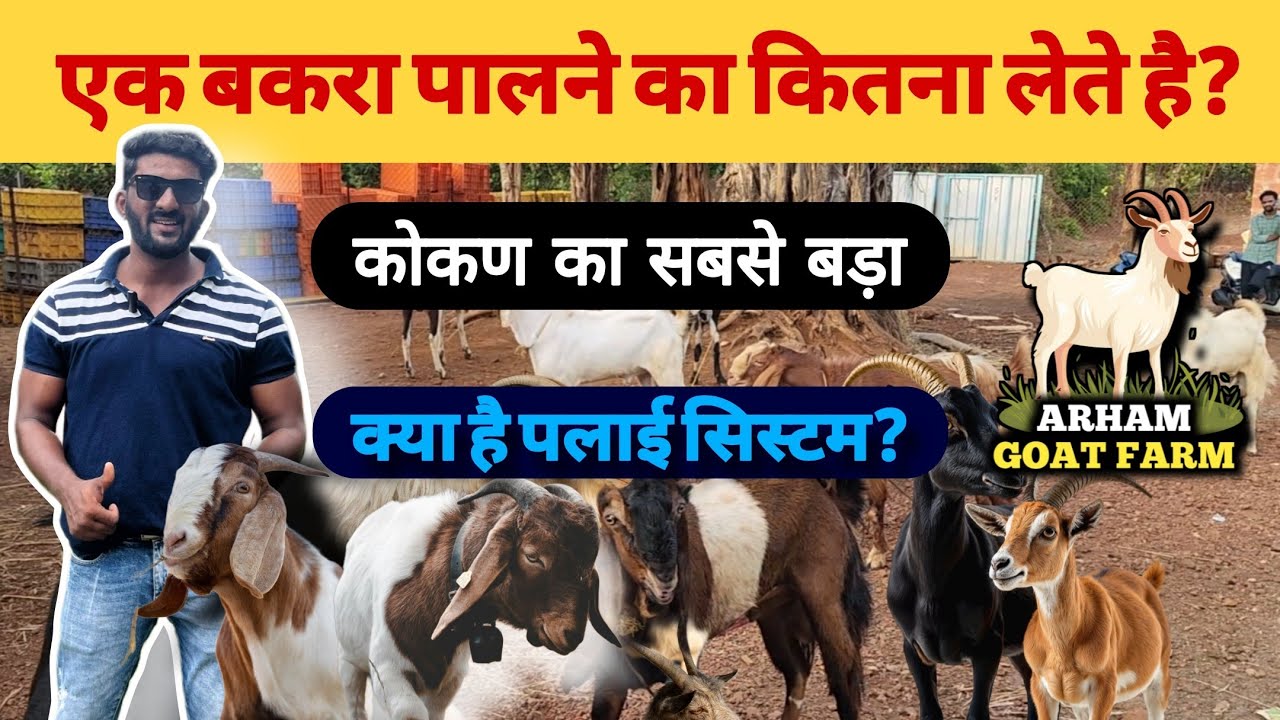 🦙 एक बकरा पालने का कितना पैसा लेते? 🤔 Arham Goat Farm | Full Information | Kokani Bhai Vlogs
