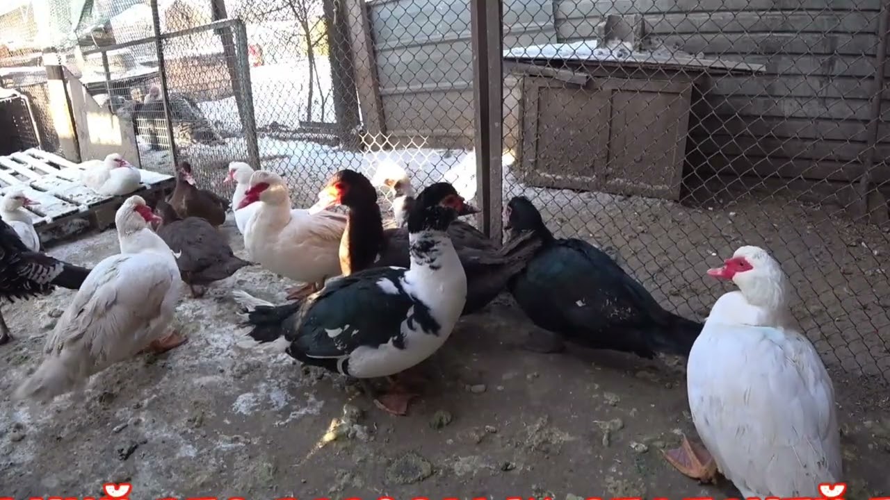 Duck happiness and simple life in the village