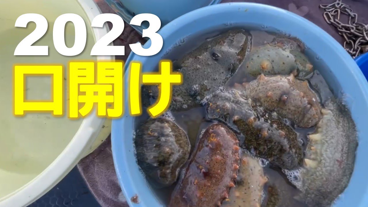 【なまこ漁】今年も口開け来ました！いいスタート切れるかどうか乞うご期待
