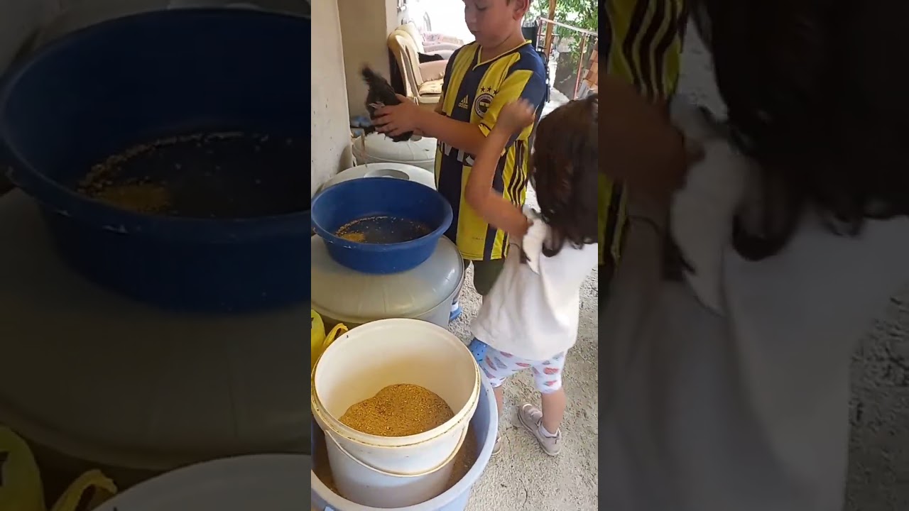 k&ouml;y&uuml; sevengiller🐓🐣