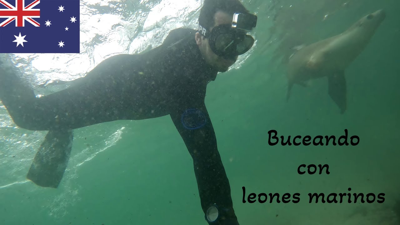 Buceando con LEONES MARINOS en la cala de AUSTRALIA - Calypso Star Charters