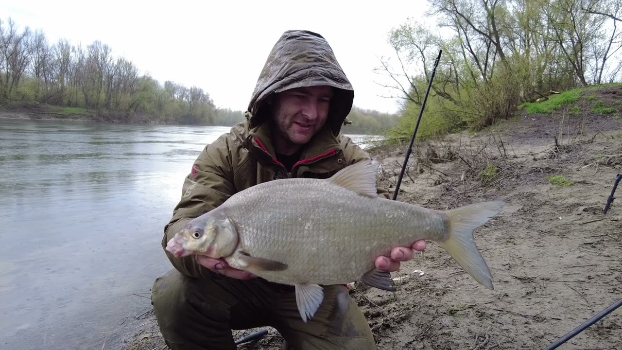 Haldorado FEEDER fishing big Bream with Amir Taletovic on the Wilde river Sava