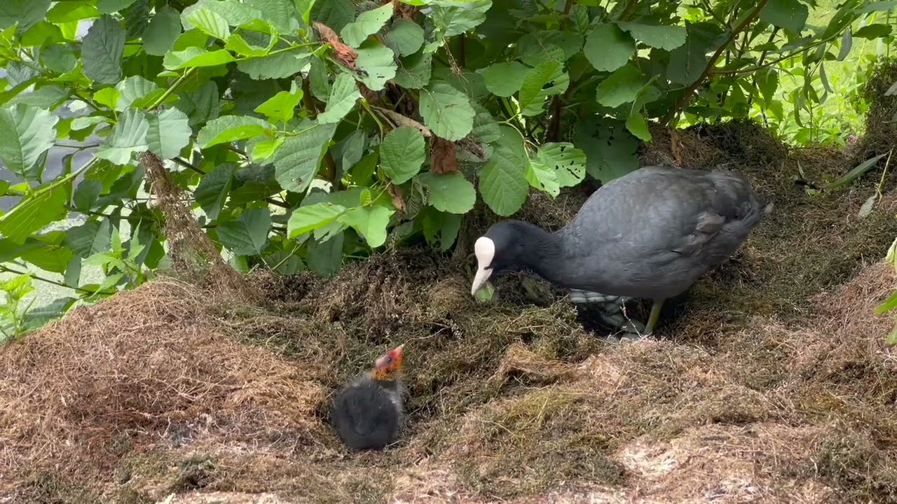 BRAND NEW BABY COOTS ON LAND CLOSE UP