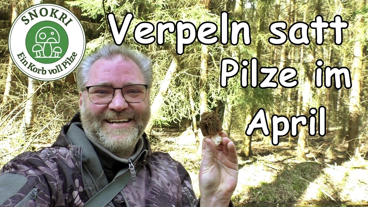 Verpeln satt - Pilze suchen Mitte April - tolle Funde