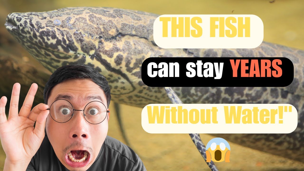 This Fish Can Live Without Water for YEARS! (Weird Nature Facts)
