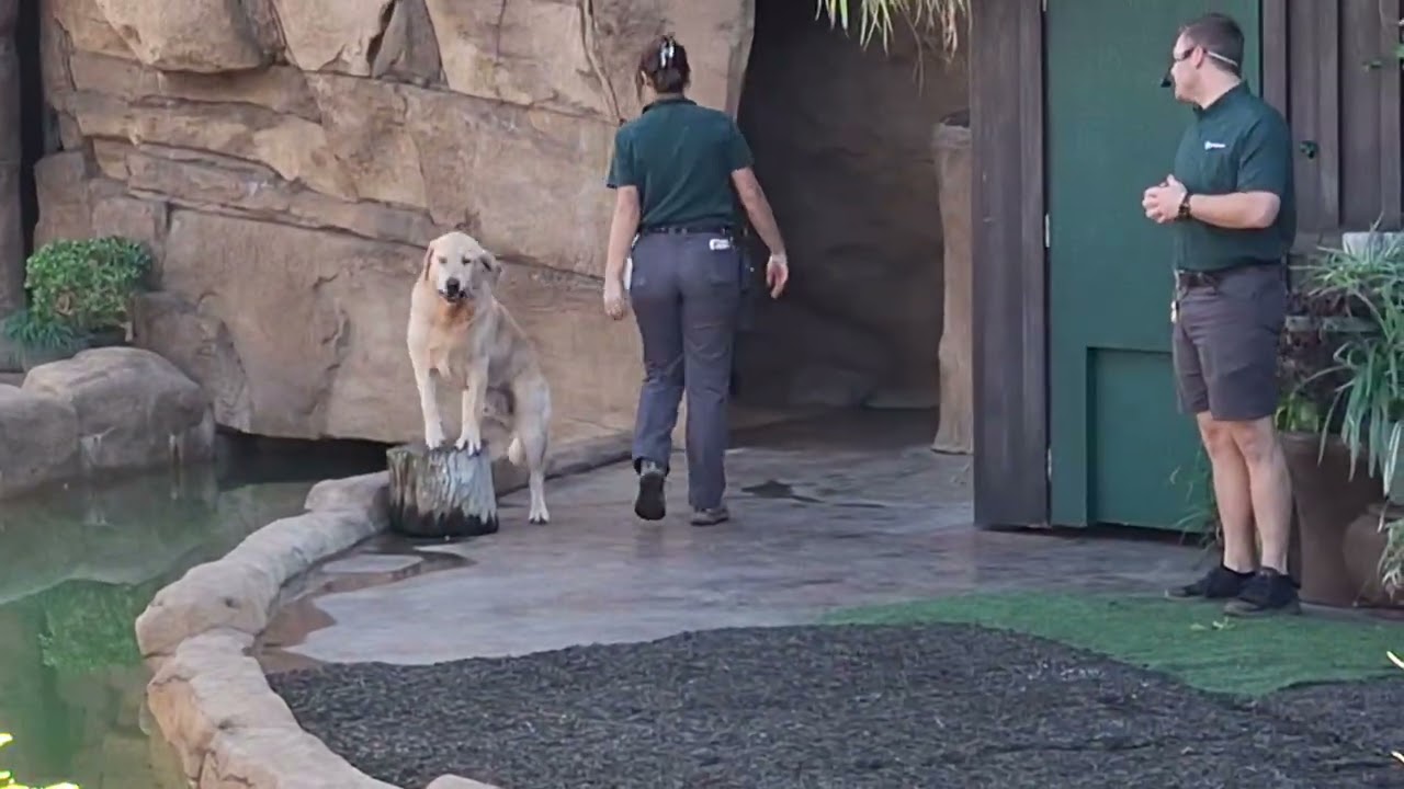 Einstein an Owl, Banjo a Raccoon,  Elvis the dog and companion to cheetah Ilangha!! 12/27/25!