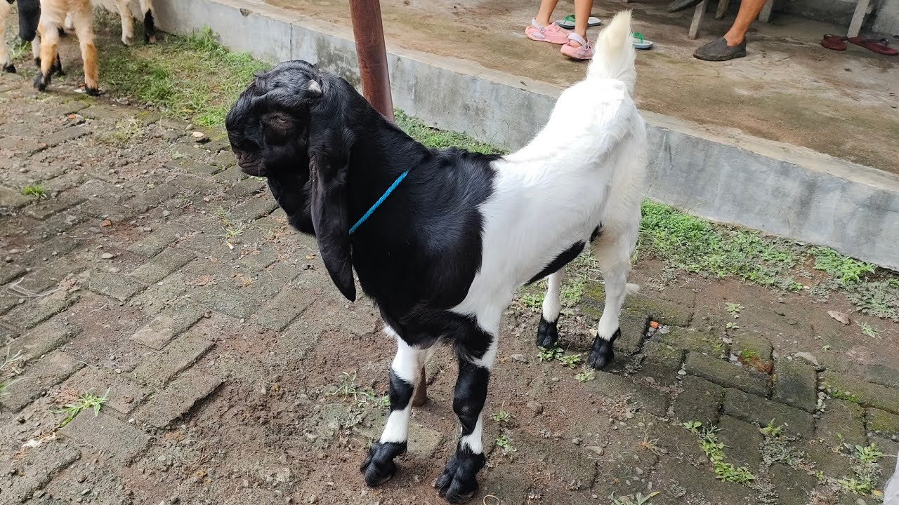 Mulai 1 JUTAAN ‼️Harga Kambing PE Pasar Kambing Kaligesing 