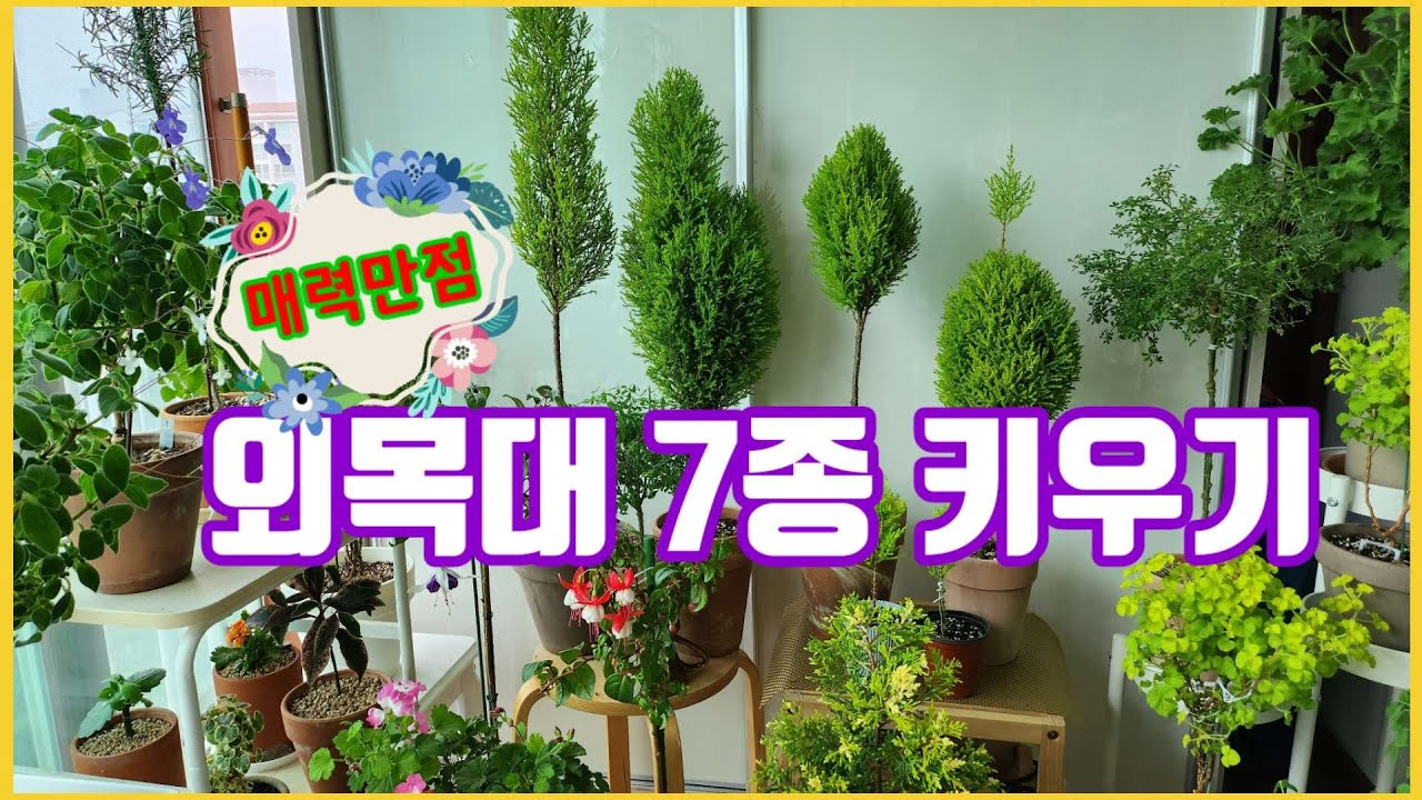 매력만점 외목대 로 키우면 예쁜 식물7종#애니시다#후쿠시아#삭소롬#리갈제라늄#왁스플라워#율마#밀레니엄벨#베이비핑크페츄니아