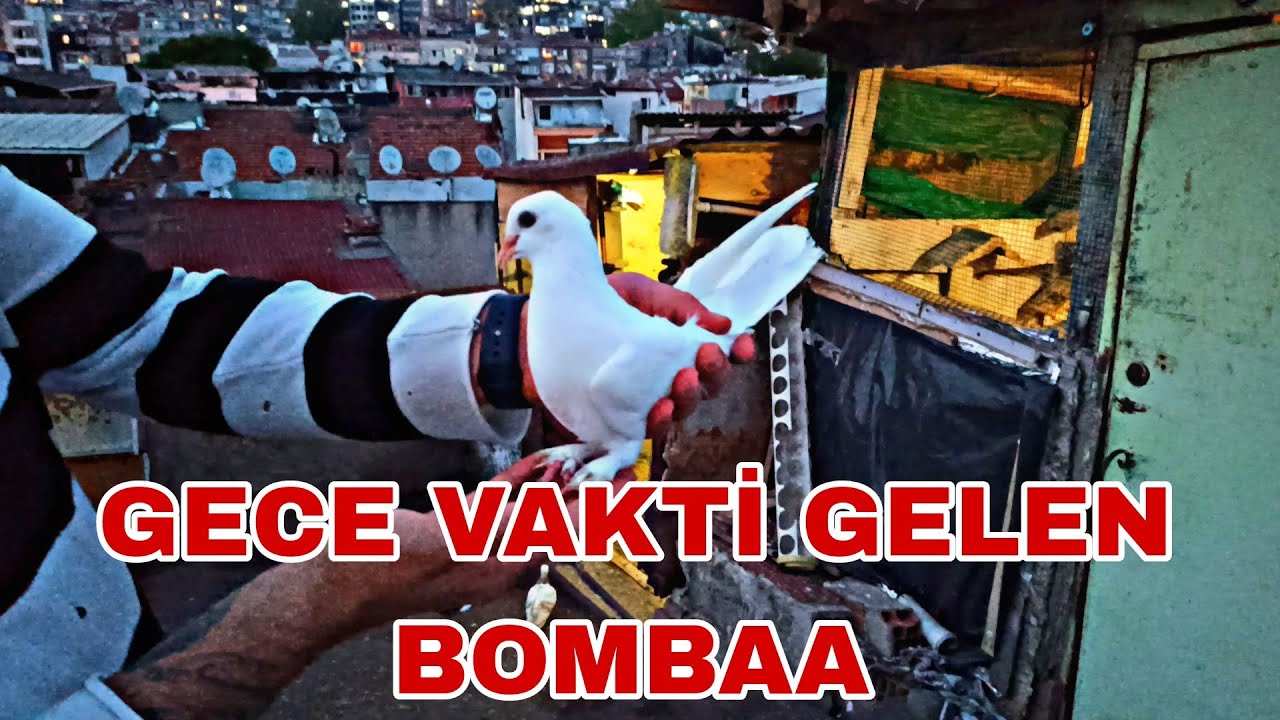 GECE VAKTİ GELEN BOMBAA ÇİRAK HEYCANDAN KUŞU KAÇİRACAKTİ
