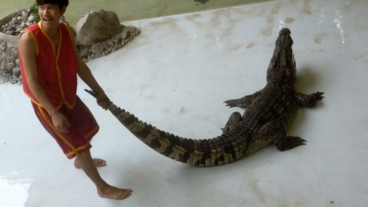 ลานแสดงช้างและฟาร์มจระเข้สามพราน