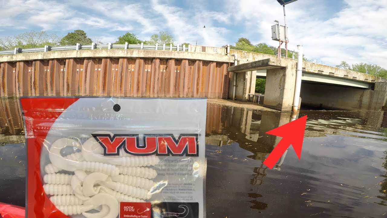 YUM 2 Inch Grub Fishing (Light Tackle)